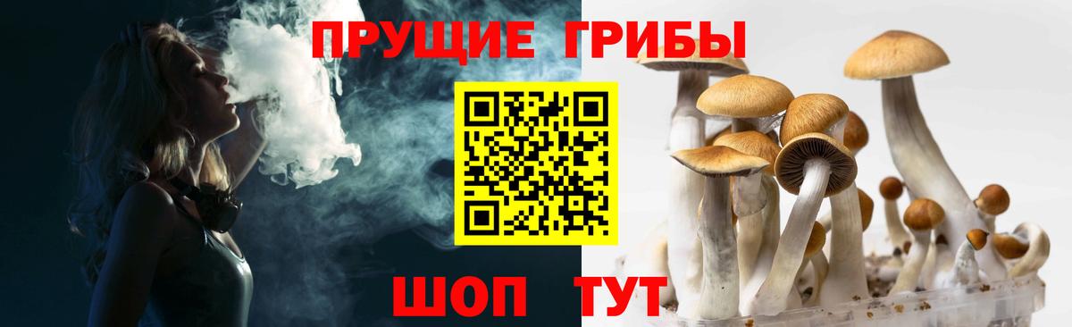 Мытищи  Галлюциногенные грибы Cubensis  Вход с VPN 